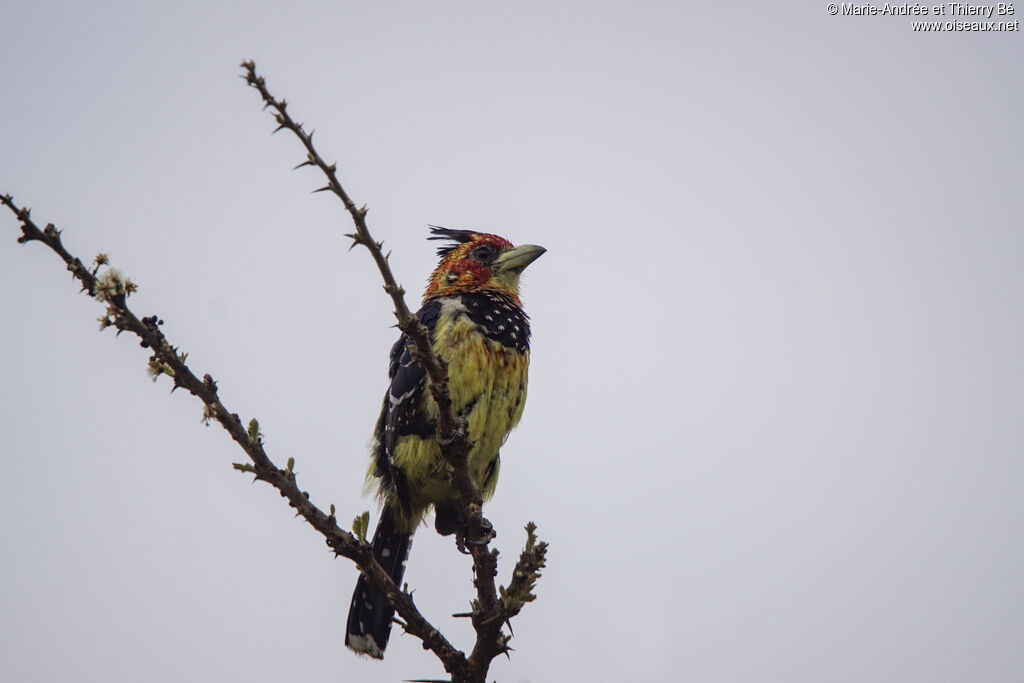 Crested Barbet