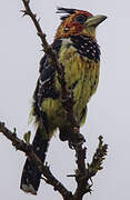 Crested Barbet