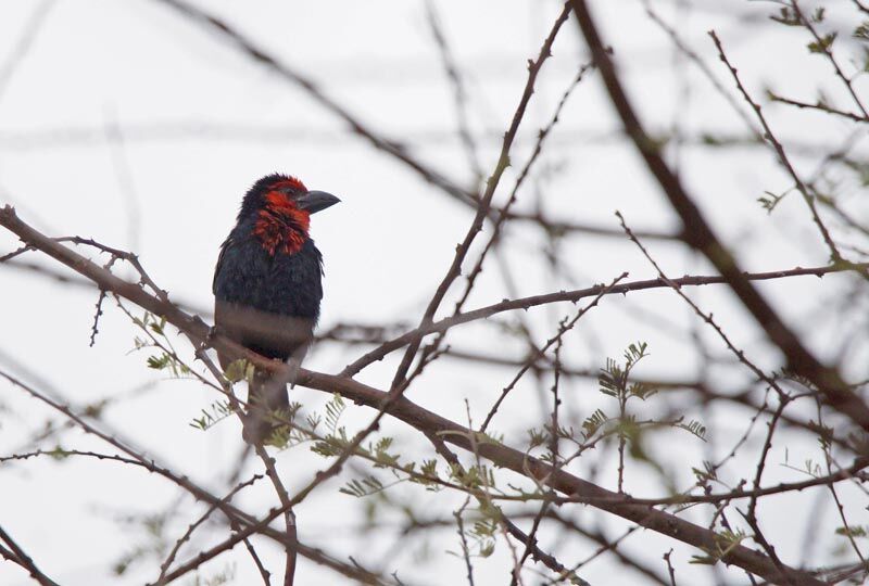 Black-billed Barbet