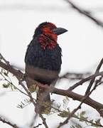 Black-billed Barbet