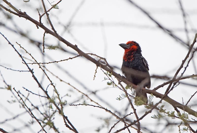 Black-billed Barbet