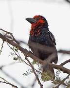 Black-billed Barbet