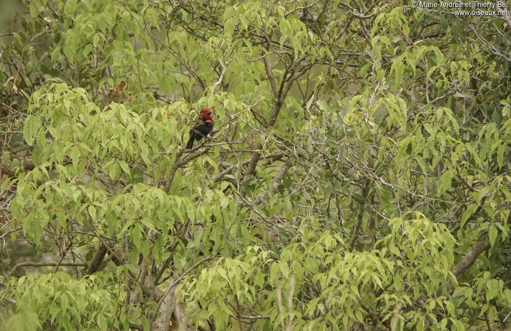 Black-billed Barbet