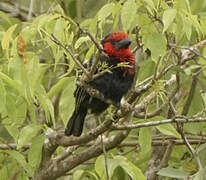 Black-billed Barbet