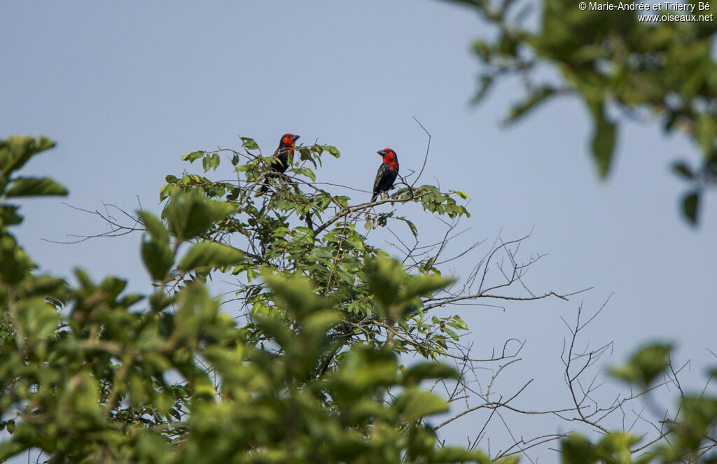 Black-billed Barbet