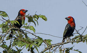 Black-billed Barbet