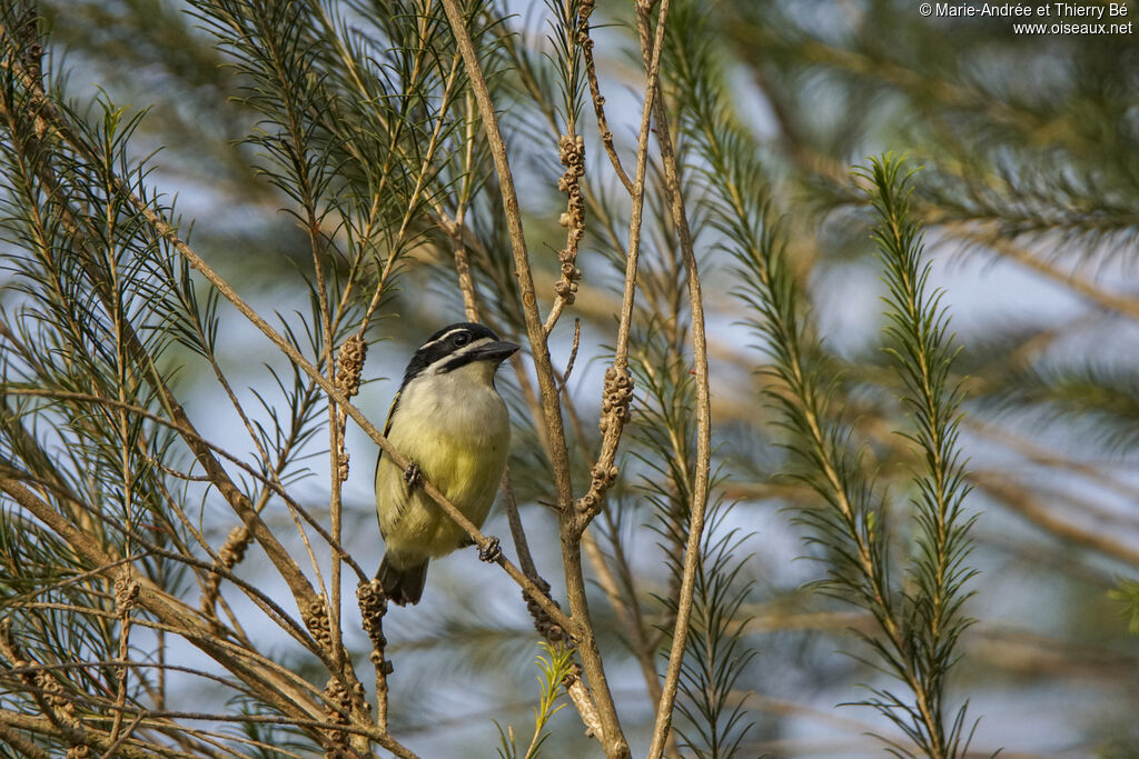 Barbion à croupion jaune