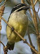 Yellow-rumped Tinkerbird