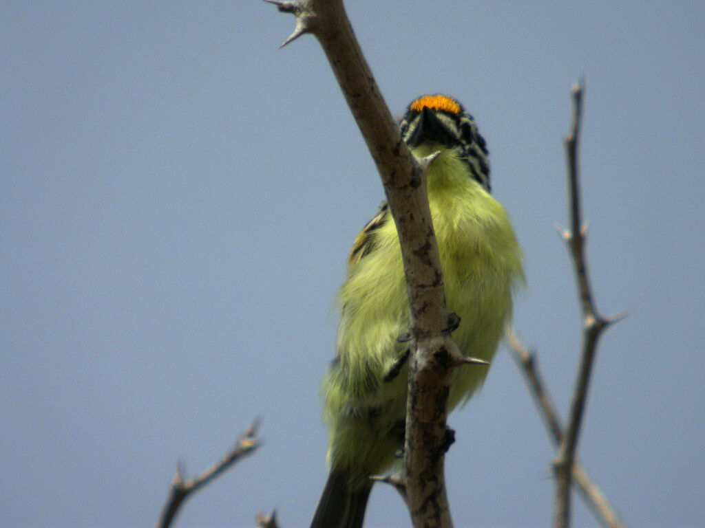 Yellow-fronted Tinkerbird