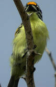 Yellow-fronted Tinkerbird