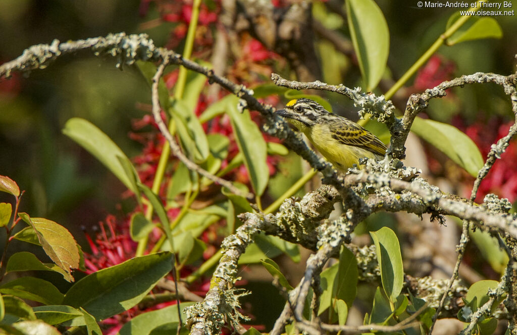 Yellow-fronted Tinkerbird