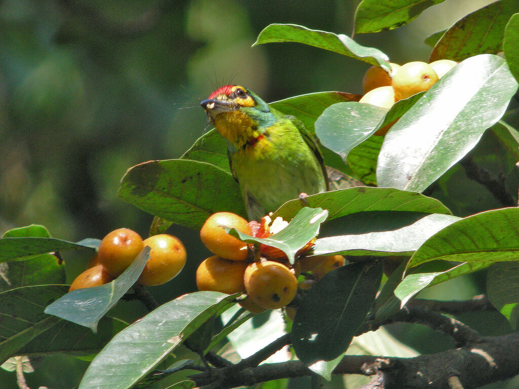 Barbu à couronne rouge