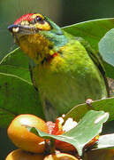 Crimson-fronted Barbet