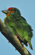 Crimson-fronted Barbet