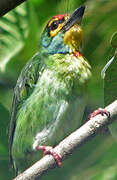 Crimson-fronted Barbet