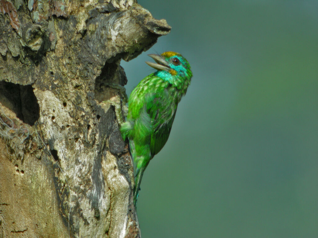 Yellow-fronted Barbet