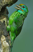 Yellow-fronted Barbet