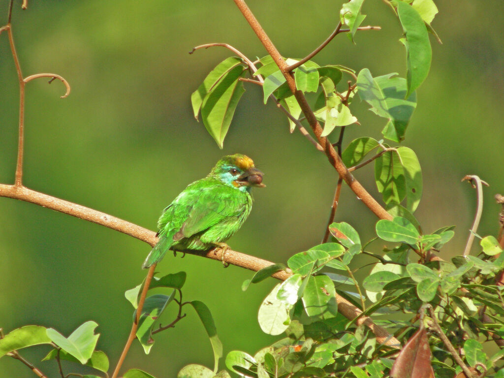 Yellow-fronted Barbet