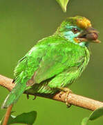 Yellow-fronted Barbet