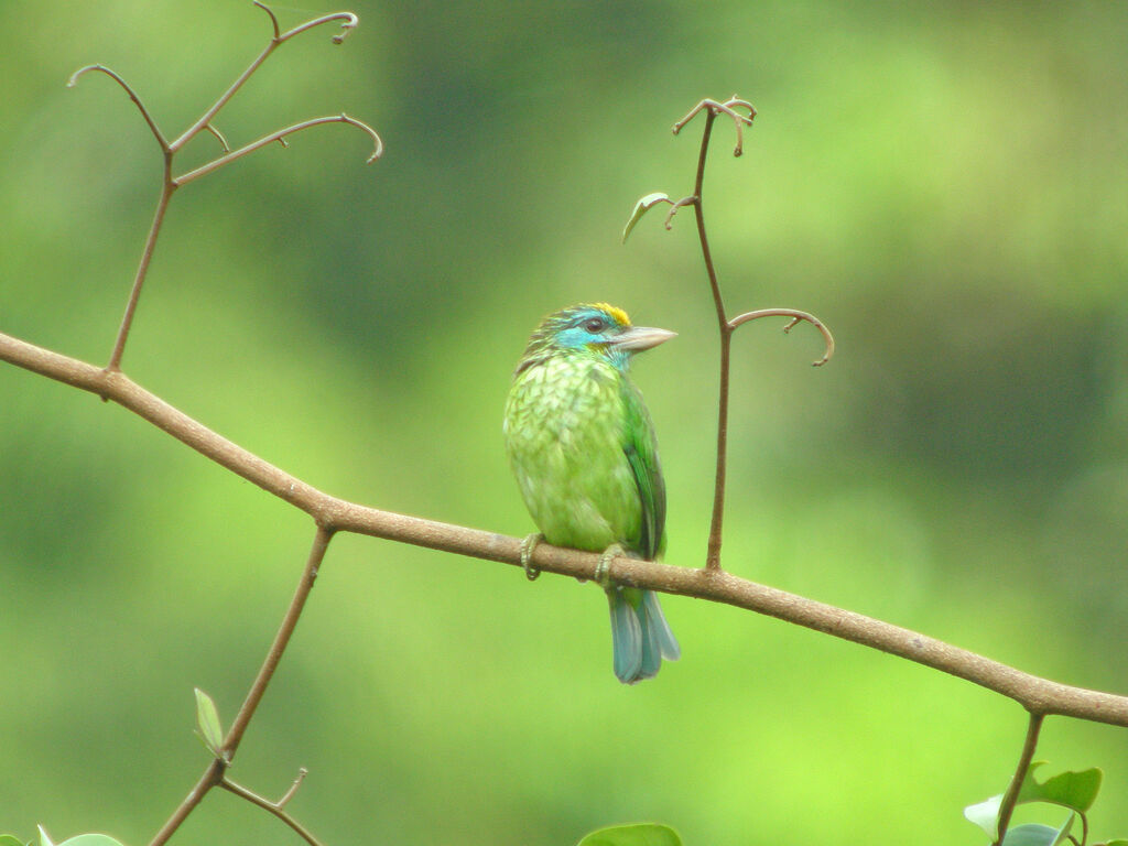 Yellow-fronted Barbet