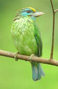 Yellow-fronted Barbet