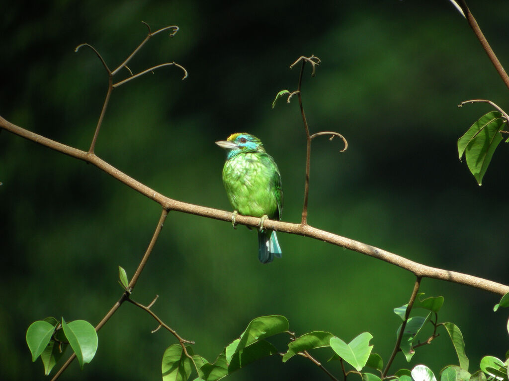 Yellow-fronted Barbet