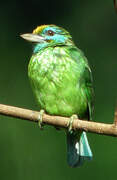 Yellow-fronted Barbet