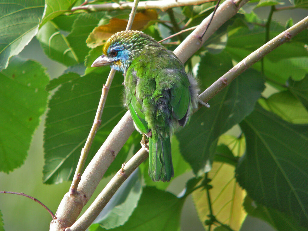 Yellow-fronted Barbet