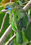 Yellow-fronted Barbet