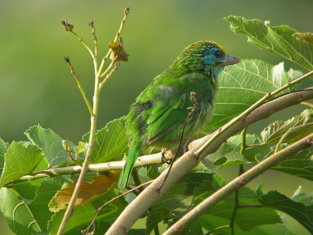 Yellow-fronted Barbet