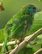 Yellow-fronted Barbet