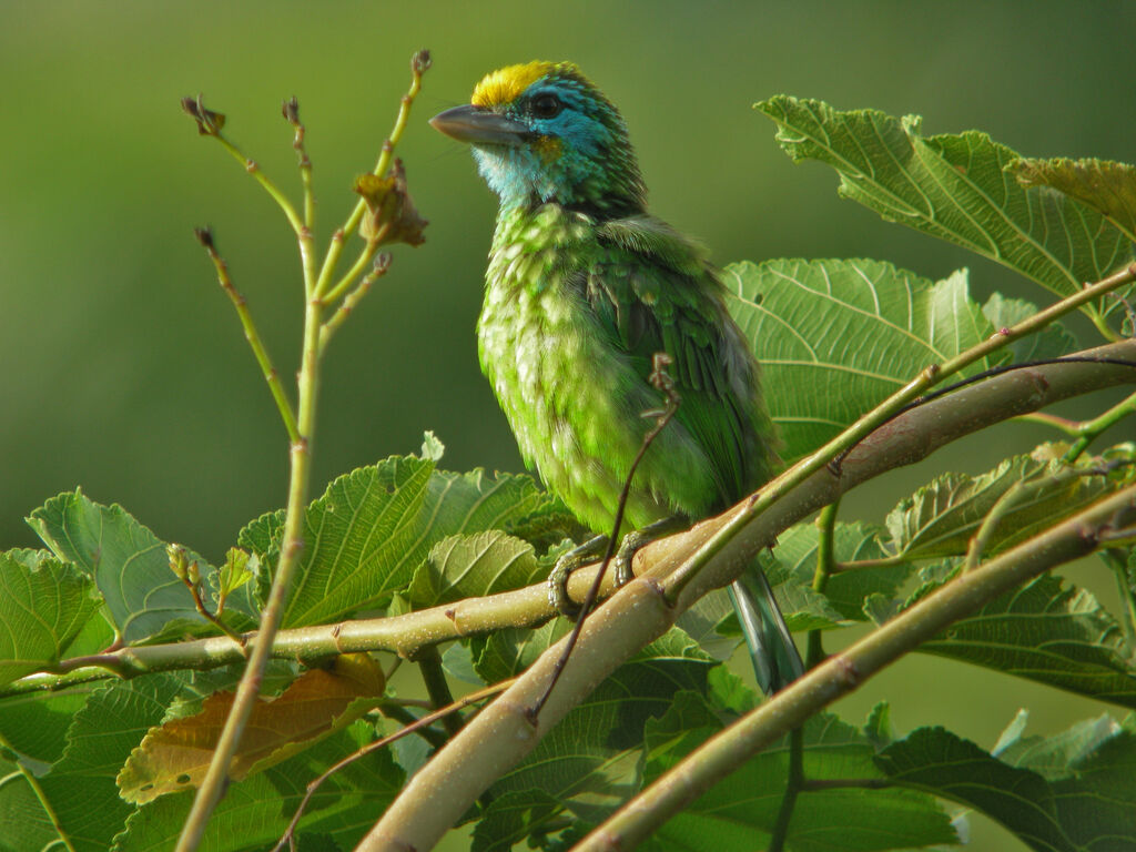 Yellow-fronted Barbet