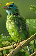 Yellow-fronted Barbet