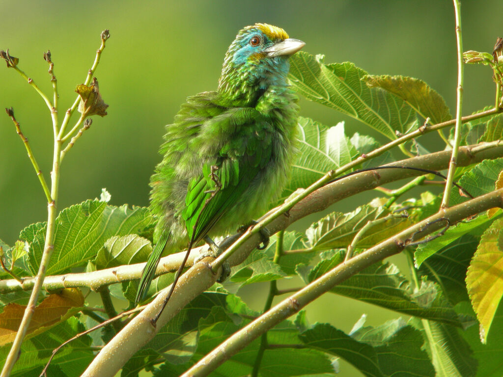 Yellow-fronted Barbetadult