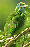 Yellow-fronted Barbet