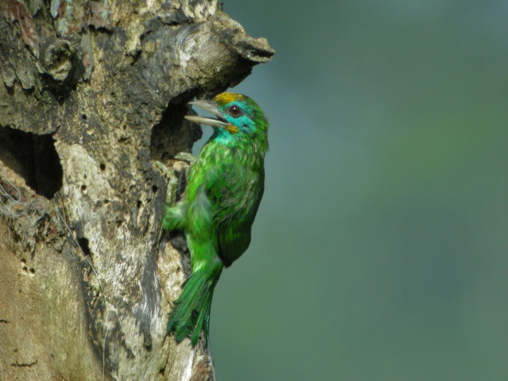 Yellow-fronted Barbet