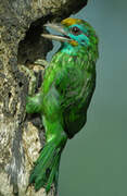 Yellow-fronted Barbet