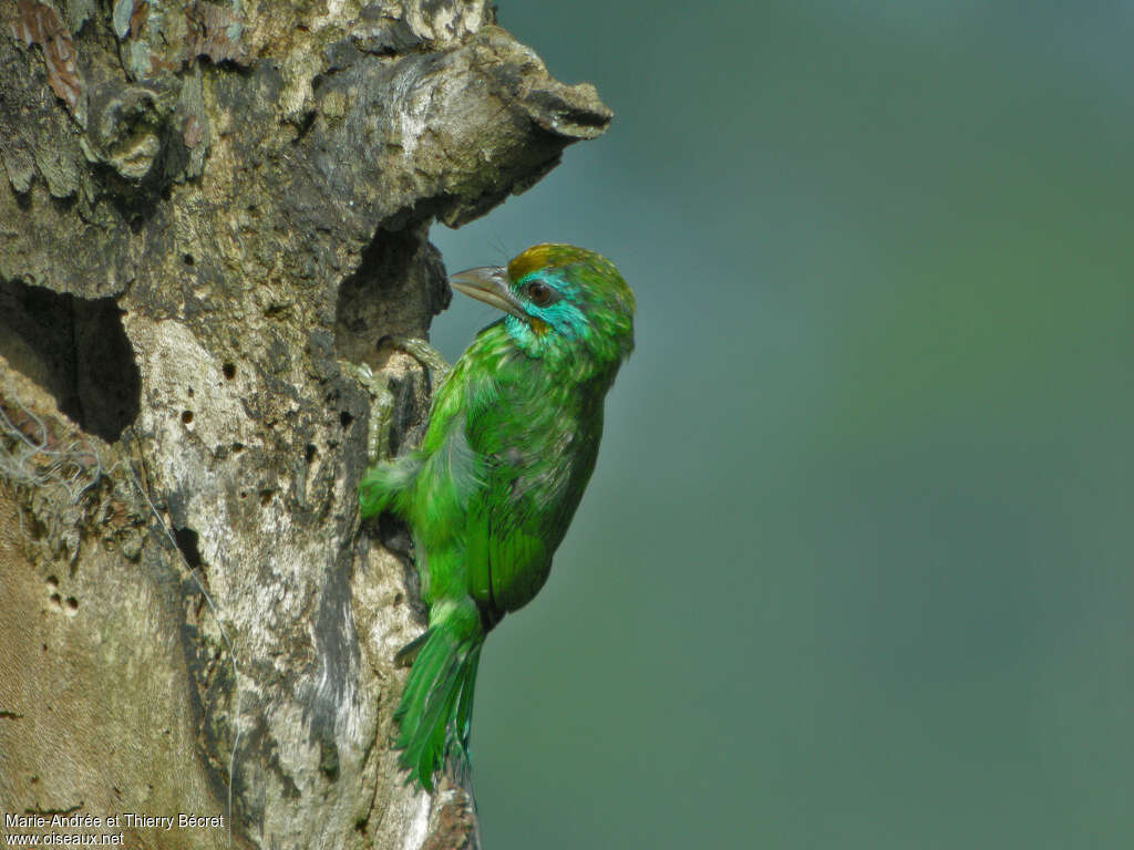 Yellow-fronted Barbet, Behaviour