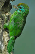 Yellow-fronted Barbet