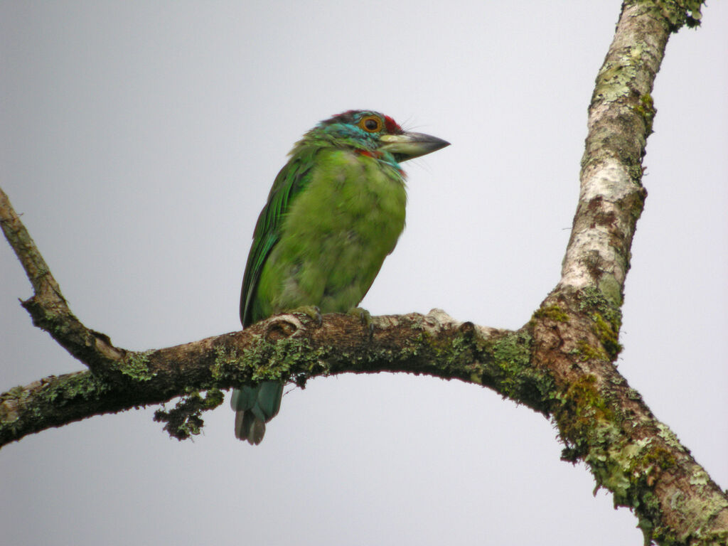 Blue-throated Barbet, identification