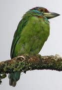 Blue-throated Barbet