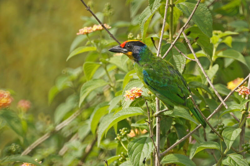Necklaced Barbet, identification