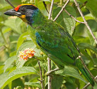 Necklaced Barbet