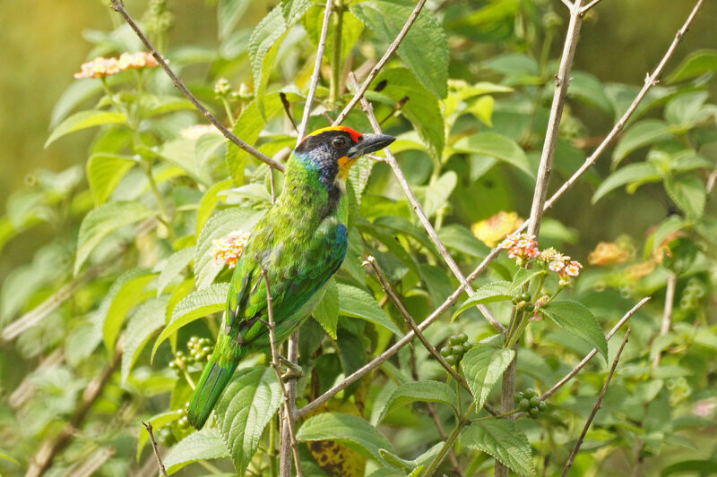 Necklaced Barbet