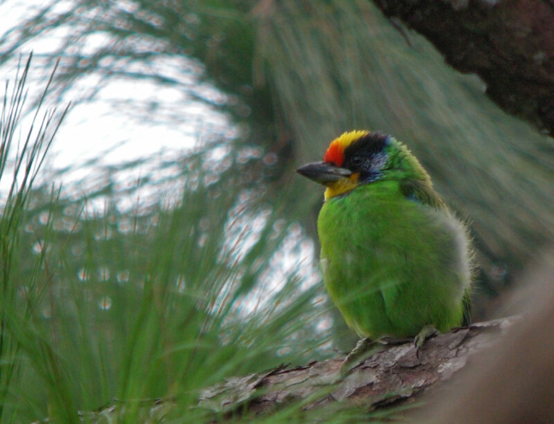 Necklaced Barbet