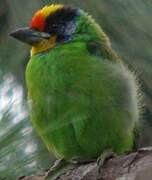 Necklaced Barbet