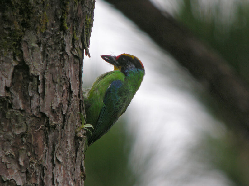 Necklaced Barbet