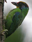 Necklaced Barbet