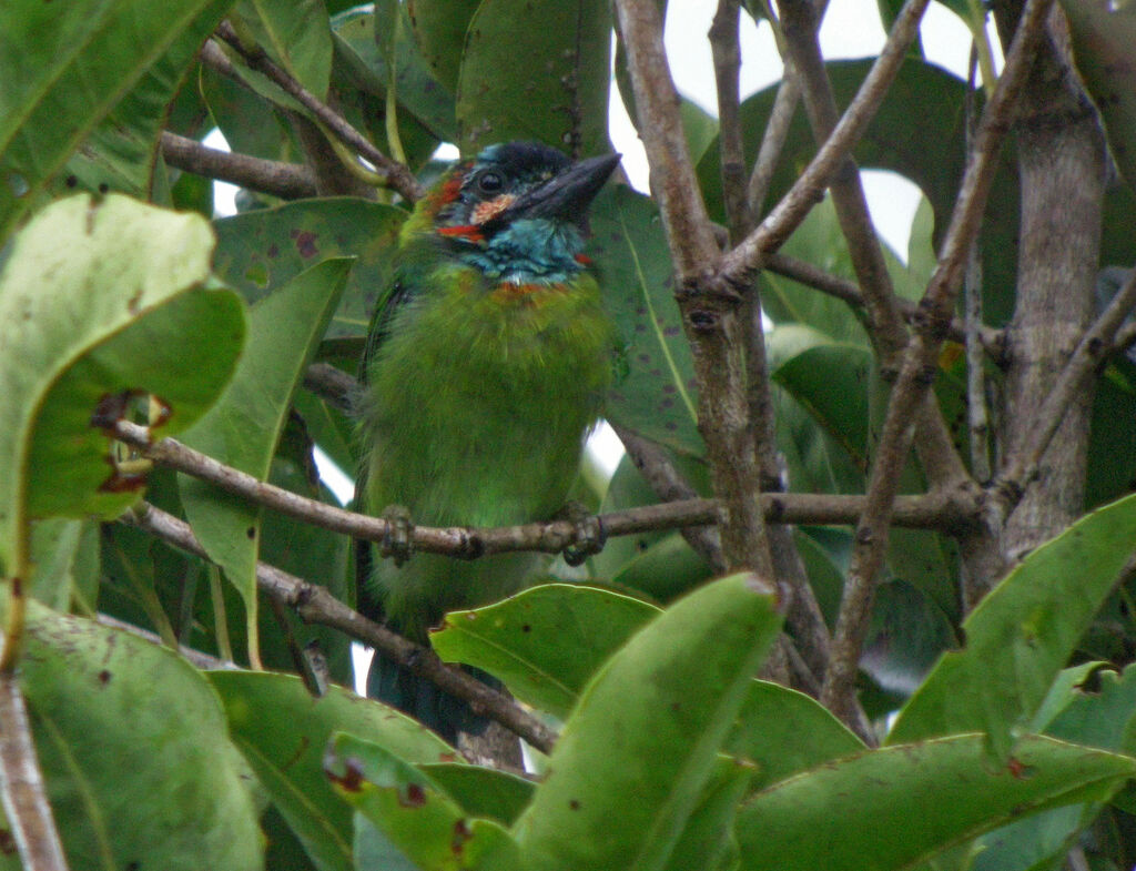 Black-eared Barbet, identification