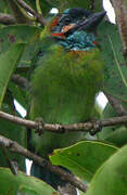 Blue-eared Barbet